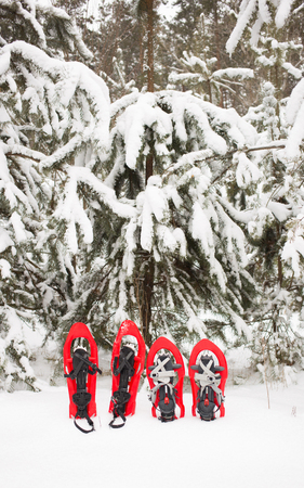Snowshoes in the forest.の写真素材