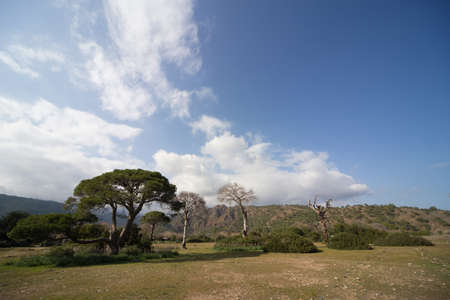 Beautiful view of the large pine trees on a sunny day.の写真素材