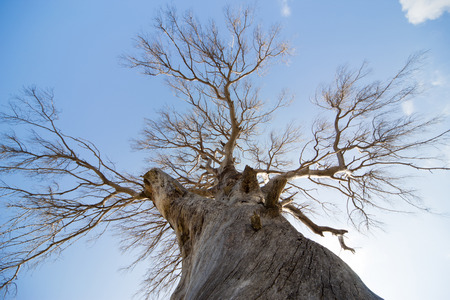 A large dead tree against the blue sky.の写真素材