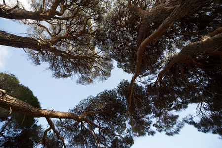 Beautiful view from the bottom to the top of the large pine trees.の写真素材