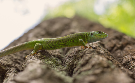 Green lizard in the wild.の写真素材