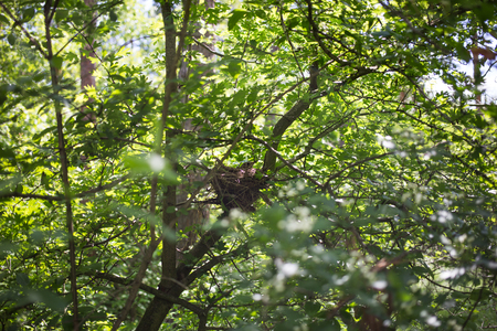 Bird's nest in their natural habitat.の写真素材