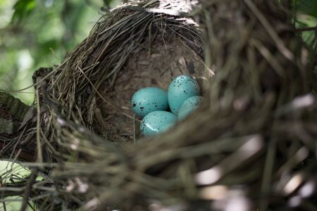 Bird's nest in their natural habitat.