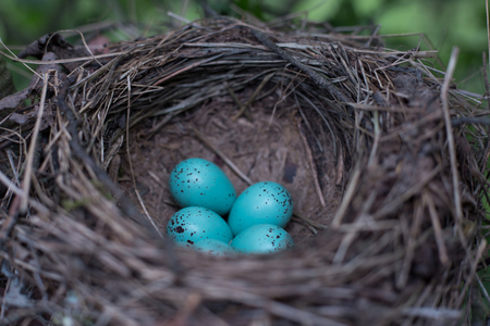 Bird's nest in their natural habitat.の写真素材