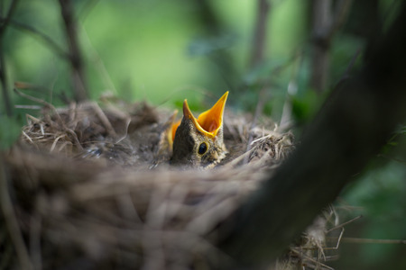 Life nest with chicks in the wild.