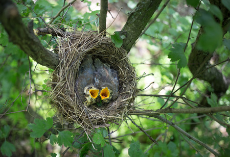 Life nest with chicks in the wild.の写真素材