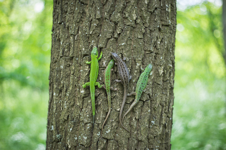 Green lizard in the wild sitting on a tree.の写真素材
