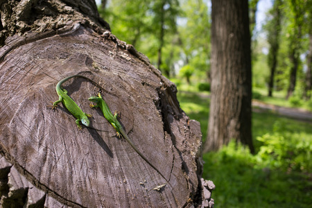Green lizard in the wild sitting on a tree.の写真素材