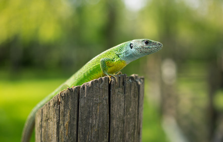 Green lizard in the wild sitting on a tree.の写真素材