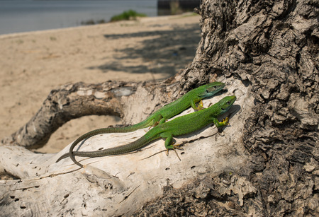 Green lizard in the wild sitting on a tree.の写真素材