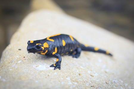 Beautiful salamander in a bright color in natural conditions in the summer.