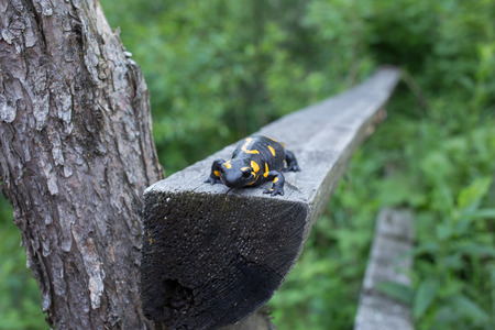 Beautiful salamander in a bright color in natural conditions in the summer.の写真素材