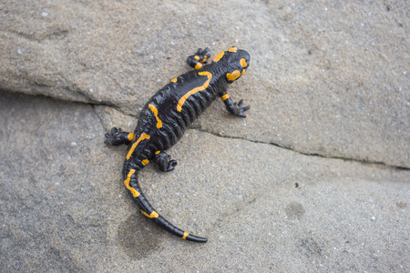 Beautiful salamander in a bright color in natural conditions in the summer.の写真素材