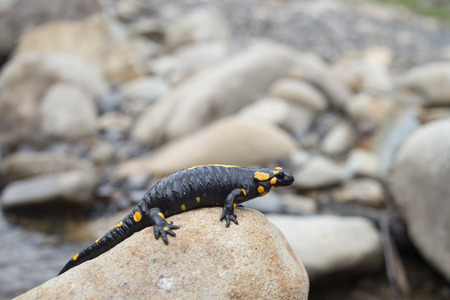 Beautiful salamander in a bright color in natural conditions in the summer.の写真素材