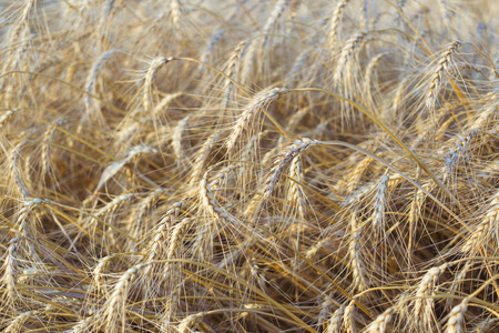 Harvest Bread in spikelets of wheat in the field.の写真素材