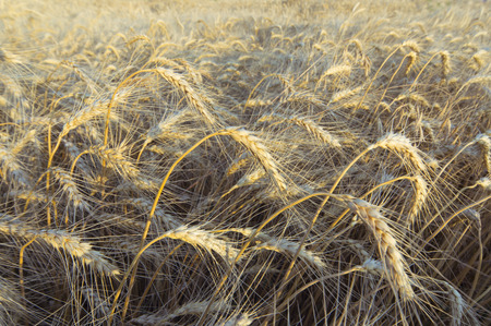 Harvest Bread in spikelets of wheat in the field.の写真素材