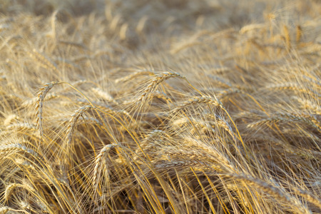 Harvest Bread in spikelets of wheat in the field.の写真素材