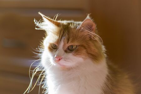 Beautiful red cat's favorite at home.の写真素材