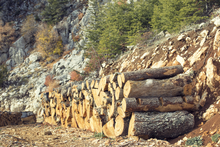 A lot of firewood stacked and ready for use.
