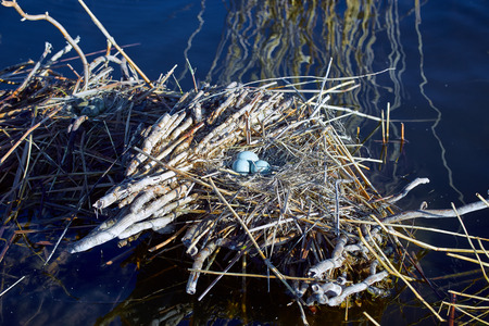 Nest on the water with eggs during the breeding season in the spring.の写真素材