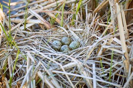 Nest on the water with eggs during the breeding season in the spring.の写真素材