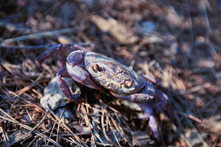 Crab in the natural habitat in the summer.の写真素材