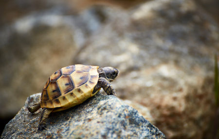 A young turtle crawls on rocks in natural conditions.の写真素材