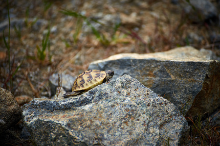A young turtle crawls on rocks in natural conditions.の写真素材