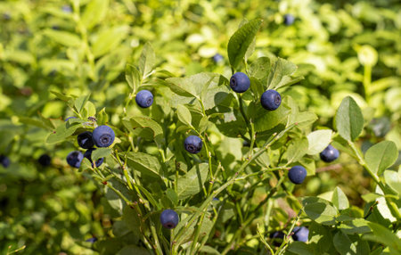 Ripe blueberries growing in the forest, close-up.の写真素材