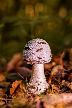 Young fly agaric growing in the wild forest.の写真素材