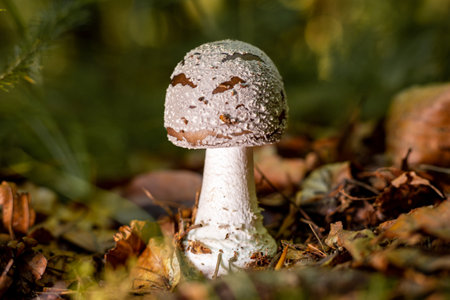 Young fly agaric growing in the wild forest.の写真素材