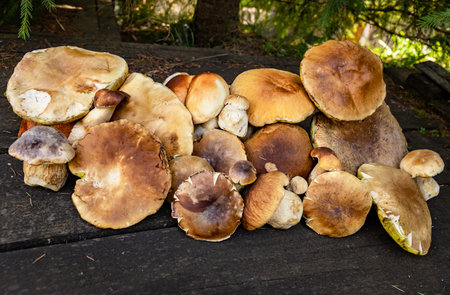Autumn season of picking porcini mushrooms in the forest.の写真素材