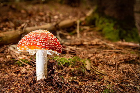 Close-up of a fly agaric growing in the forest.の写真素材