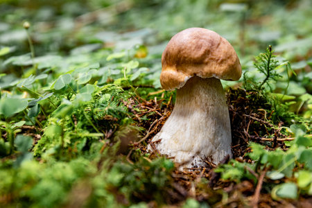 Autumn season of picking porcini mushrooms in the forest.の写真素材