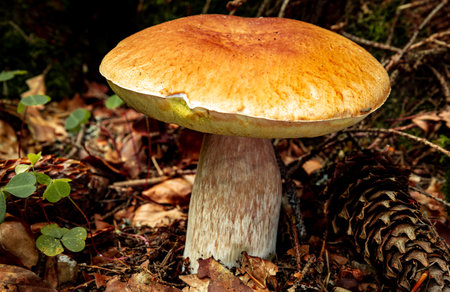 Hunting for porcini mushrooms in a coniferous forest in autumn.の写真素材