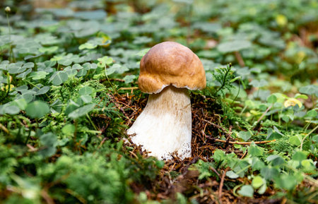 Autumn season of picking porcini mushrooms in the forest.の写真素材