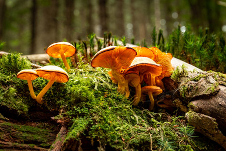 Wild mushrooms in the forest on a stump with moss in autumn.の写真素材