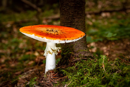 Close-up of a fly agaric growing in the forest.の写真素材