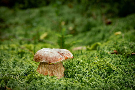 Hunting for porcini mushrooms in a coniferous forest in autumn.の写真素材