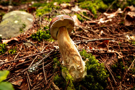 Hunting for porcini mushrooms in a coniferous forest in autumn.の写真素材