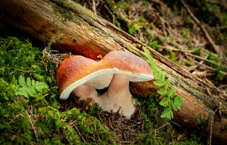 Hunting for porcini mushrooms in a coniferous forest in autumn.の写真素材