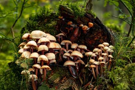 Autumn mushroom picking season, mushrooms in the forest on a stump.の写真素材