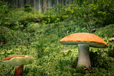 Hunting for porcini mushrooms in a coniferous forest in autumn.の写真素材