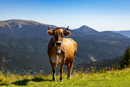 A brown cow grazes on a green meadow in the mountains.の写真素材