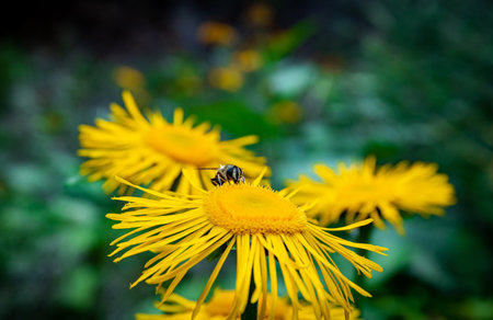 Beautiful blooming yellow flowers in natural environment.