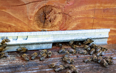 Wooden hive and bees. Bees fly in and out of the hive.の写真素材