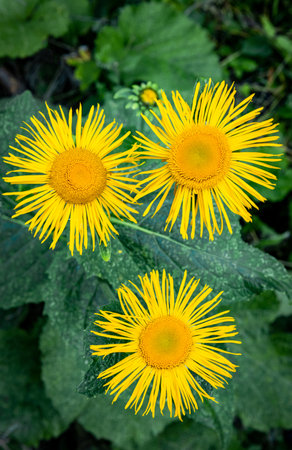 Beautiful blooming yellow flowers in natural environment.の写真素材