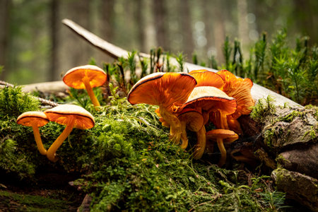 Wild mushrooms in the forest on a stump with moss in autumn.の写真素材