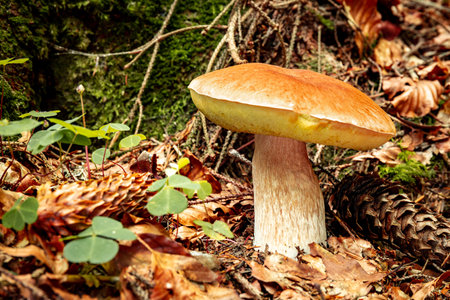 Hunting for porcini mushrooms in a coniferous forest in autumn.の写真素材