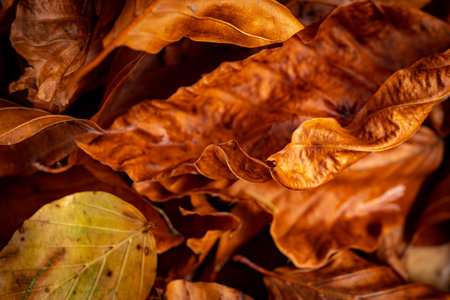 Bright orange and red colors of leaves. Leaves on a sunny autumn day.の写真素材